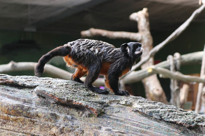 Una de las especies que se pueden ver en el BioDomo (PARQUE DE LAS CIENCIAS) 