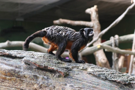 Una de las especies que se pueden ver en el BioDomo (PARQUE DE LAS CIENCIAS) 