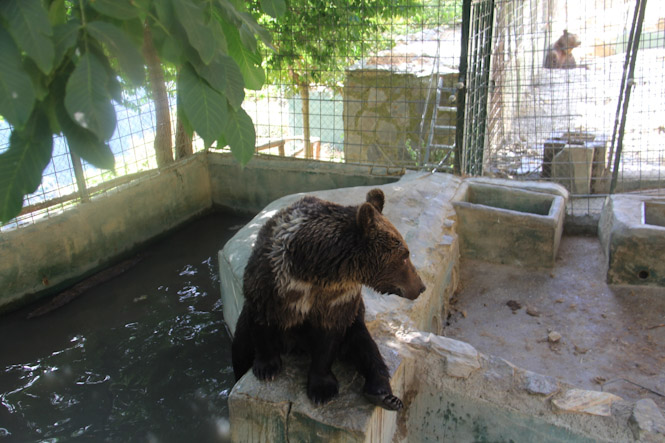 Oso de Peña Escrita (AYTO. ALMUÑÉCAR) 