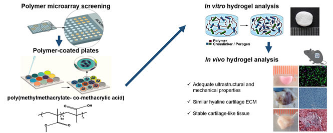 Esquema del proceso de selección del hidrogel y de los resultados obtenidos (UGR)