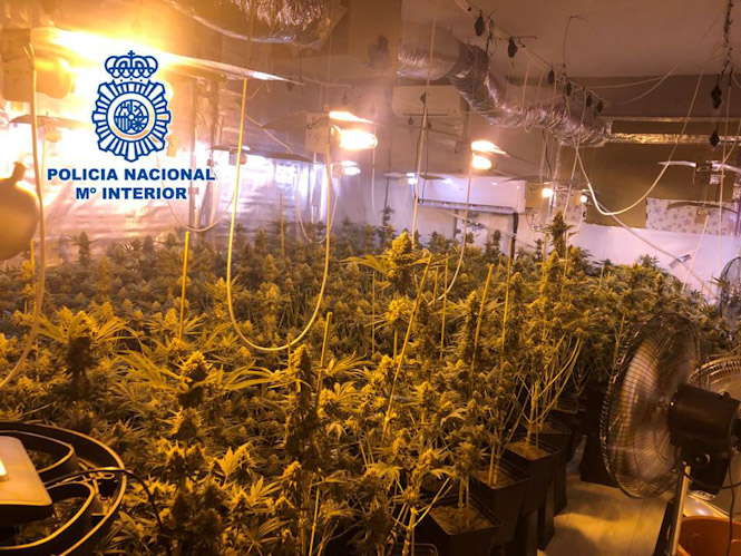 Marihuana incautada (POLICÍA NACIONAL) 