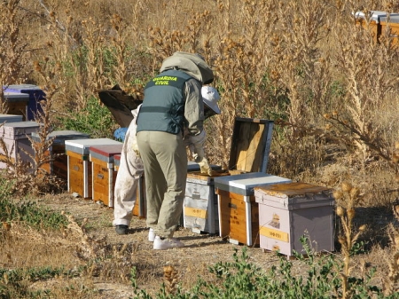 Colmenas recuperadas por la Guardia Civil (OPC GUARDIA CIVIL)