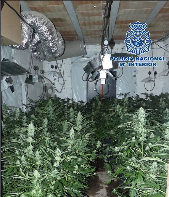 Plantas de Marihuana incautadas (POLICÍA NACIONAL)