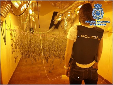 Plantación de marihuana en Dílar (POLICÍA NACIONAL)
