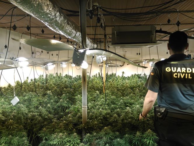 Plantación de marihuana encontrada (GUARDIA CIVIL)