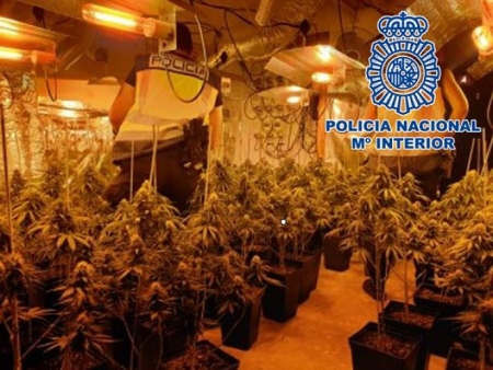 Una de las plantaciones desmanteladas (POLICÍA NACIONAL)