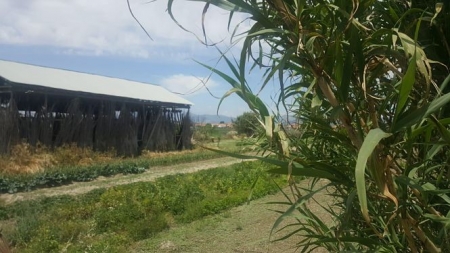 Uno de los secaderos de tabaco de Cúllar Vega (AYTO. CÚLLAR VEGA)