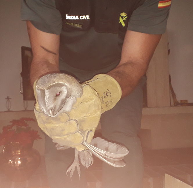 Un miembro del Seprona con la lechuza rescatada (GUARDIA CIVIL)