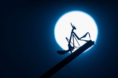 Primer premio del concurso de fotografía (JUNTA)