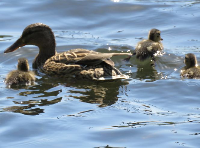 Motril celebra el Dia de las Aves (AYTO. MOTRIL)