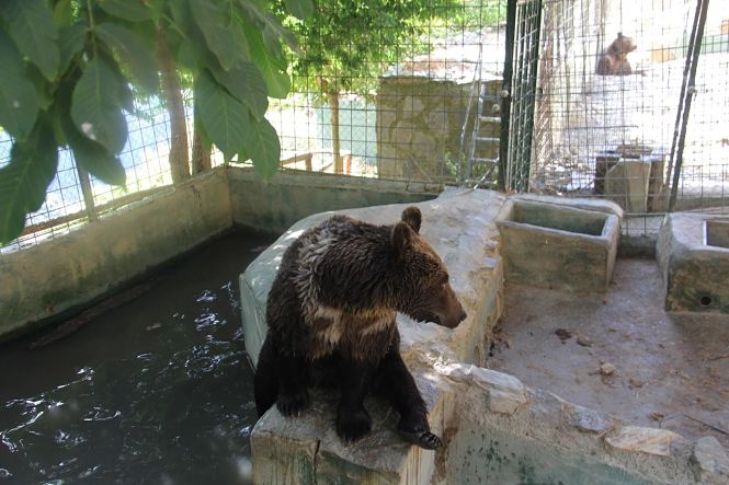 Uno de los osos de Peña Escrita (AYTO. ALMUÑÉCAR)