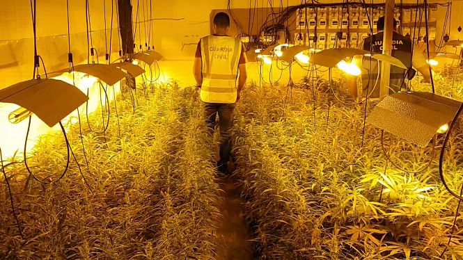 Una de las plantaciones de Marihuana (GUARDIA CIVIL)