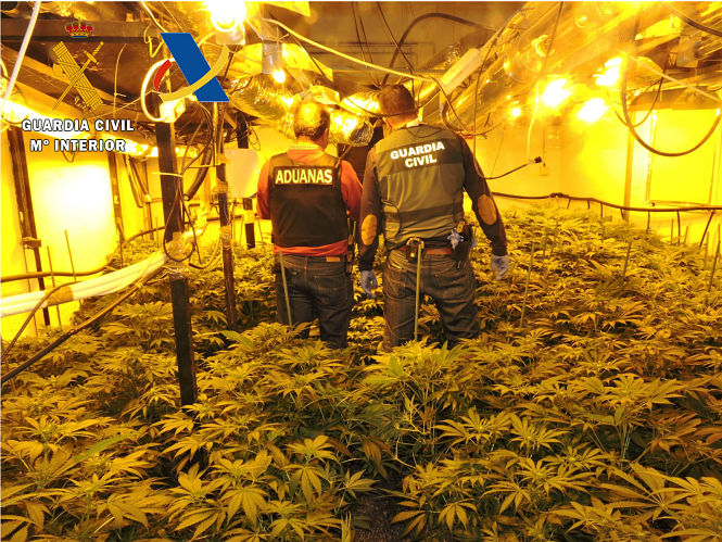 Plantación de cannabis encontrada ( GUARDIA CIVIL)