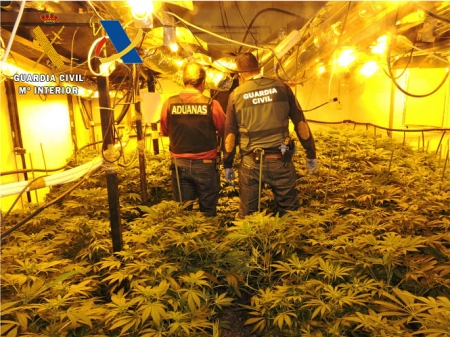 Plantación de cannabis encontrada ( GUARDIA CIVIL)