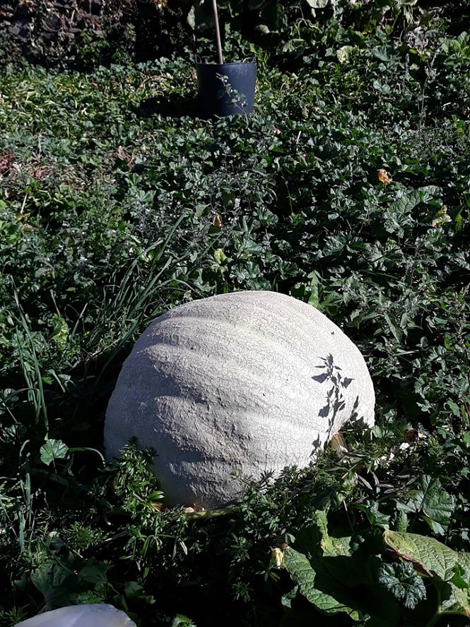 Una de las calabazas gigantes (MDAD. ALPUJARRA)