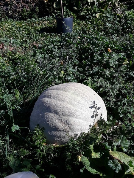 Una de las calabazas gigantes (MDAD. ALPUJARRA) Una de las calabazas gigantes (MDAD. ALPUJARRA)