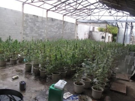 Plantas de marihuana descubiertas en Atarfe (GUARDIA CIVIL) Plantas de marihuana descubiertas en Atarfe (GUARDIA CIVIL)