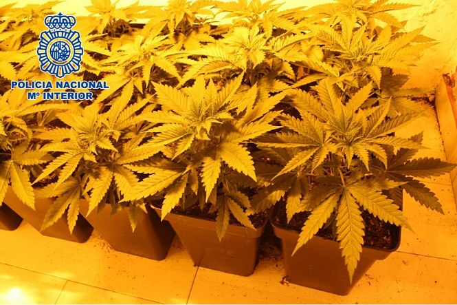 Plantas de Marihuanas incautadas (POLICIA NACIONAL)
