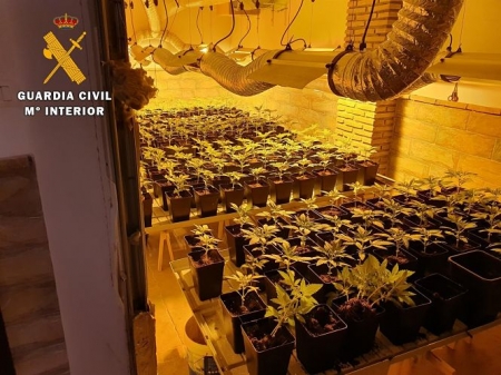 Plantación de marihuana en una de las casas intervenidas por la Guardia Civil (GUARDIA CIVIL) Plantación de marihuana en una de las casas intervenidas por la Guardia Civil (GUARDIA CIVIL)