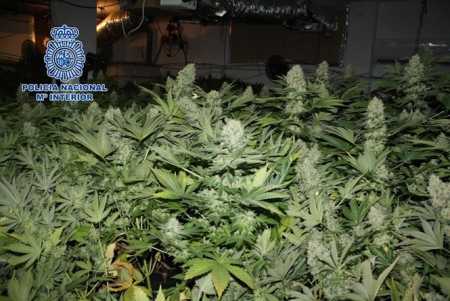 Marihuana incautada (POLICÍA NACIONAL) 