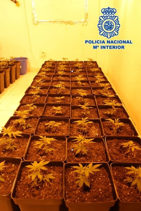 Esquejes de marihuana incautados (POLICIA NACIONAL)
