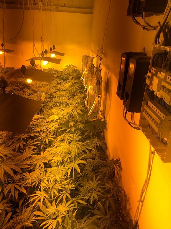 Marihuana incautada en Monachil (AYTO. MONACHIL) 