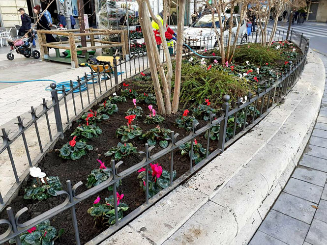 Alguna de las plantas que se han repuesto (AYTO. GRANADA)