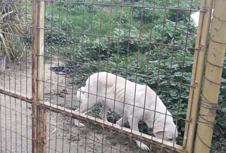  Perros abandonados en la finca de Vegas del Genil (AYTO. VEGAS DEL GENIL)