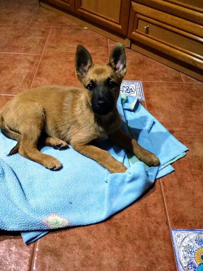 Nuevo agente de la Policía Local de Monachil (AYTO. MONACHIL) 