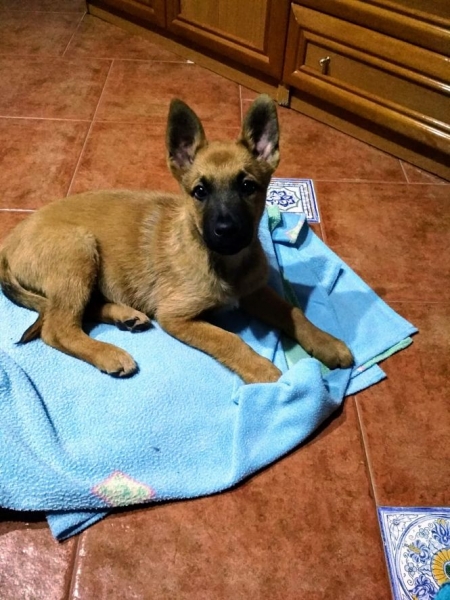 Nuevo agente de la Policía Local de Monachil (AYTO. MONACHIL) 