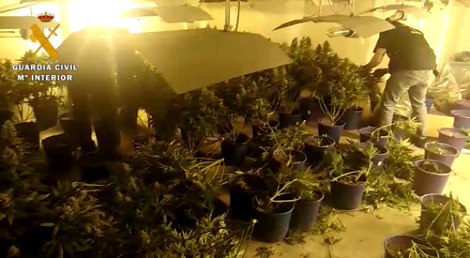Plantación de marihuana intervenida en Jun (GUARDIA CIVIL)