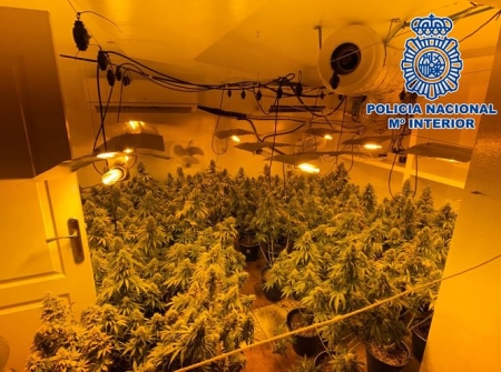 Plantación e marihuana incautada (POLICIA NACIONAL) Plantación e marihuana incautada (POLICIA NACIONAL)