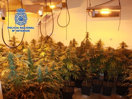Plantación de marihuana (POLICÍA NACIONAL) Plantación de marihuana (POLICÍA NACIONAL)