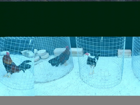 Gallos de pelea recuperados por la Guardia Civil (GUARDIA CIVIL) 