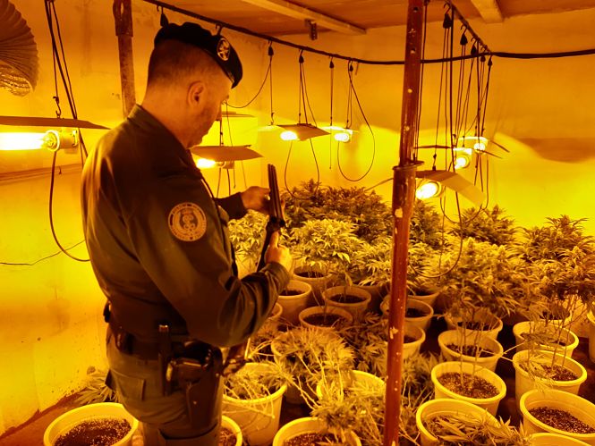 Una de las plantaciones incautadas (GUARDIA CIVIL) 