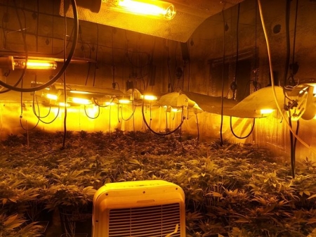 Plantación de marihuana desmantelada en Granada (POLICÍA LOCAL) Plantación de marihuana desmantelada en Granada (POLICÍA LOCAL)