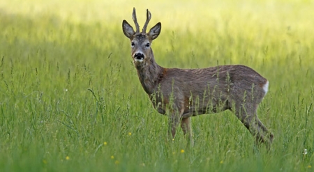 Un corzo en su habitat natural (CAZAVISIÓN)