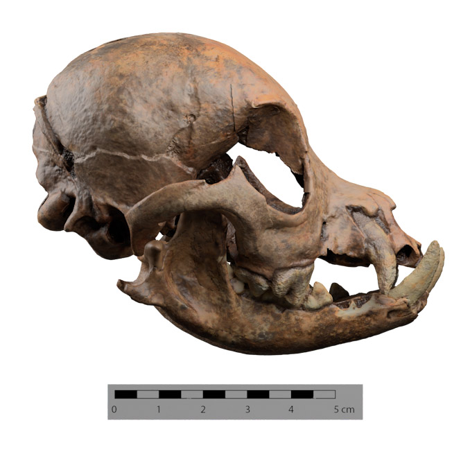 Cráneo de un perro de época romana (UGR) 