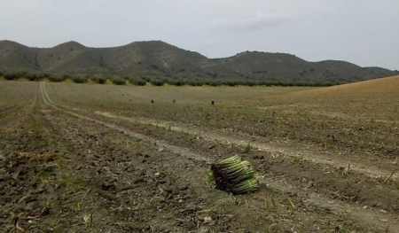 Recolección de espárragos (ASAJA) 