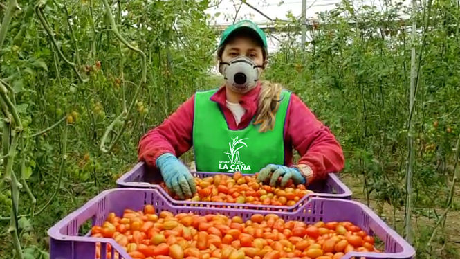 Una empleada recolecta tomates (GRUPO LA CAÑA) 