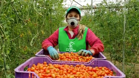 Una empleada recolecta tomates (GRUPO LA CAÑA) 