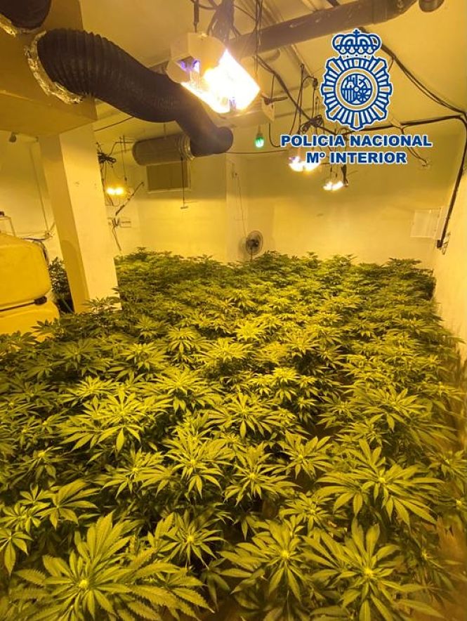Plantación de Marihuana intervenida (POLICÍA NACIONAL) 