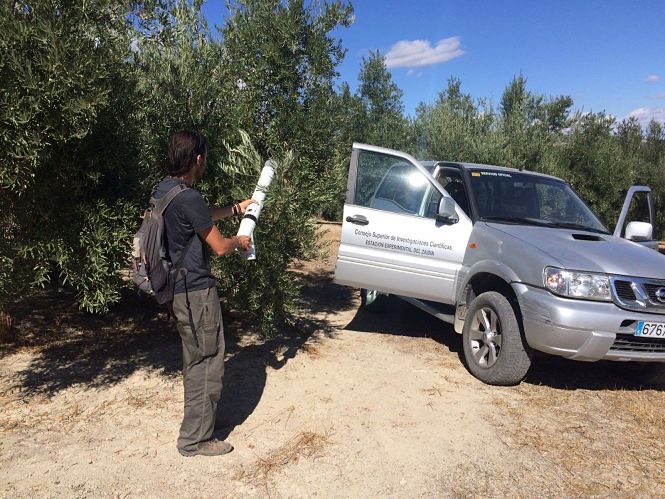 Recogida de muestras para el estudio (EEZ CSIC) 
