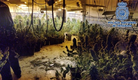 Una plantación de marihuana en Granada (POLICÍA NACIONAL) 