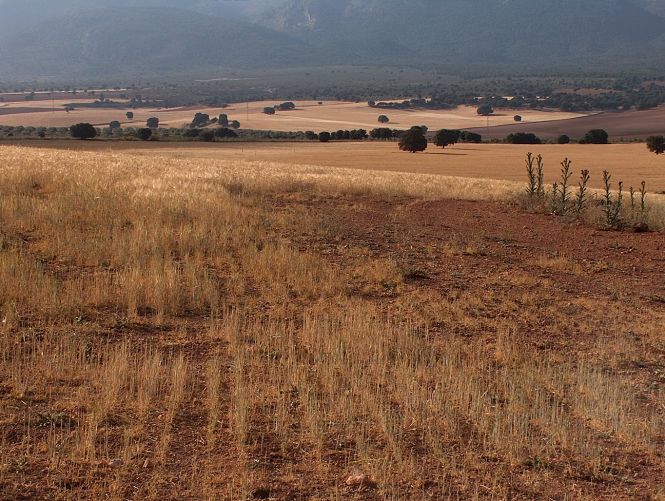 Explotación agraria (ASAJA GRANADA - ARCHIVO) 