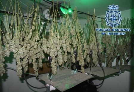 Cogollos de marihuana colgados para el secado intervenidos por la Policía (POLICÍA NACIONAL) 
