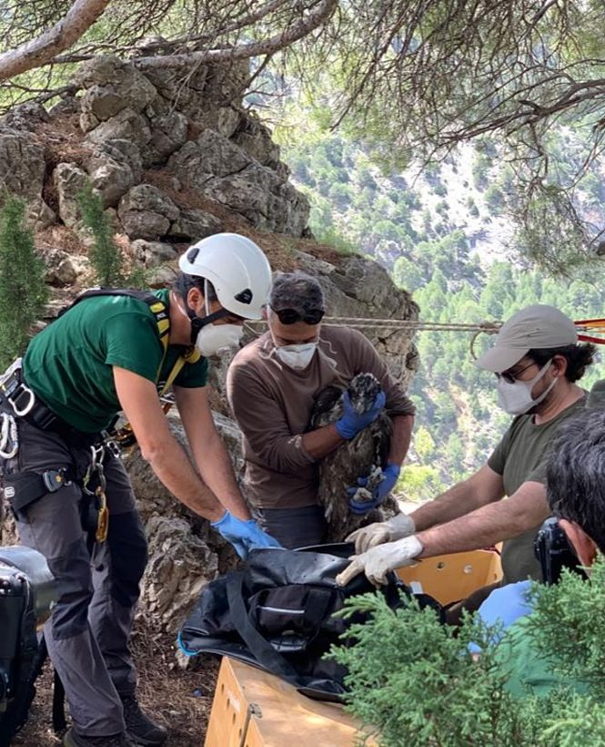 Imagen de la liberación de los quebrantahuesos (JUNTA)
