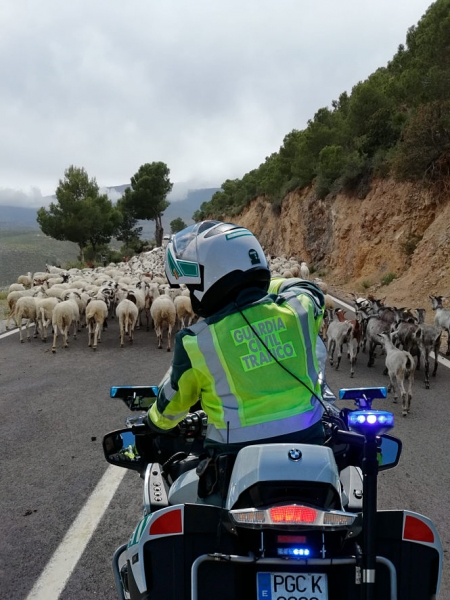 Un agente auxilia al rebaño (GUARDIA CIVIL) 