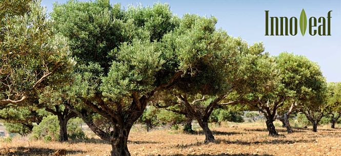 Finaliza Innoleaf (EEZ-CSIC)