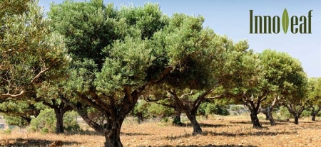 Finaliza Innoleaf (EEZ-CSIC)